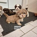 Lieve raszuivere choco en choco bont merle shih tsu pups, Dieren en Toebehoren, Overige rassen, 8 tot 15 weken, Meerdere, Meerdere dieren