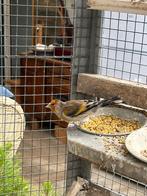 Te koop kruising putter-kanarie, Dieren en Toebehoren, Mannelijk, Wildzangvogel