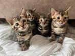 100%zuiver ras bengal’s kittens (7weken oude), Meerdere dieren, Gechipt, 0 tot 2 jaar