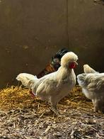 Hollandse kuifhoen kriel haan, Dieren en Toebehoren, Pluimvee, Mannelijk, Kip