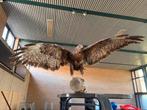 Opgezette Buizerd - Prachtig Exemplaar!, Ophalen of Verzenden