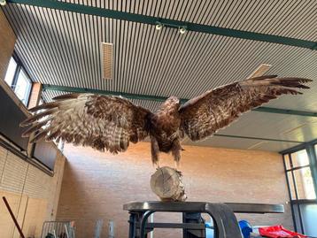 Opgezette Buizerd - Prachtig Exemplaar! beschikbaar voor biedingen