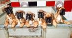 Duitse boxer top pups FCI PAPIEREN, Nederland, Rabiës (hondsdolheid), Overige rassen, 8 tot 15 weken