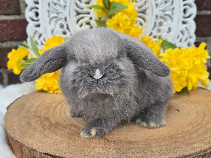 Hele knappe en lieve nhd (rexdrager) ram, Dieren en Toebehoren, Konijnen, Dwerg, Mannelijk, 0 tot 2 jaar, Hangoor