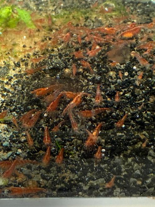Hoog kwaliteit jonge rode vuurgarnalen, Dieren en Toebehoren, Vissen | Aquariumvissen, Kreeft, Krab of Garnaal