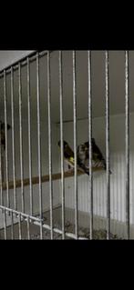 Parva putter, Dieren en Toebehoren, Meerdere dieren, Wildzangvogel