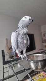 Grijzeroodstaart, Mannelijk, Parkiet