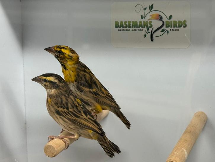 Napoleon wever - Euplectes afer, Dieren en Toebehoren, Vogels | Overige Vogels, Tropenvogel, Meerdere dieren, Geringd