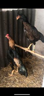 Shamo koppel, Meerdere dieren, Kip