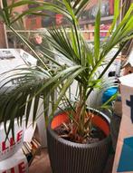 Grote palm zonder pot, Tuin en Terras, Ophalen, Bloeit niet, Overige soorten, Volle zon