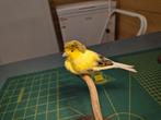 Opgezette Gloster Kanarie, Verzamelen, Ophalen of Verzenden, Nieuw, Vogel, Opgezet dier