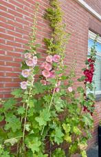 Stokroos Zaden - Gemengde Kleuren (100 stuks), Tuin en Terras, Ophalen of Verzenden, Gehele jaar, Volle zon, Zaad
