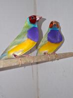 Gould amadine mannen, Dieren en Toebehoren, Vogels | Overige Vogels, Mannelijk, Tropenvogel, Geringd