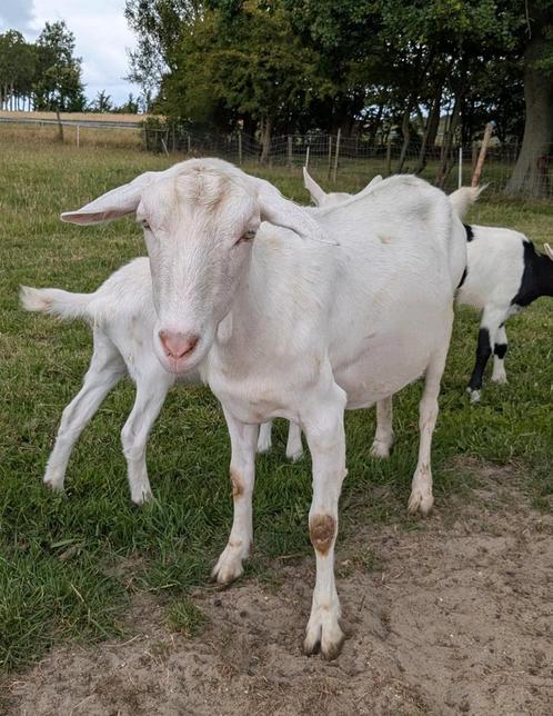 Witte/bonte stamboek geit met lam, Dieren en Toebehoren, Schapen, Geiten en Varkens, Geit, Vrouwelijk, 0 tot 2 jaar