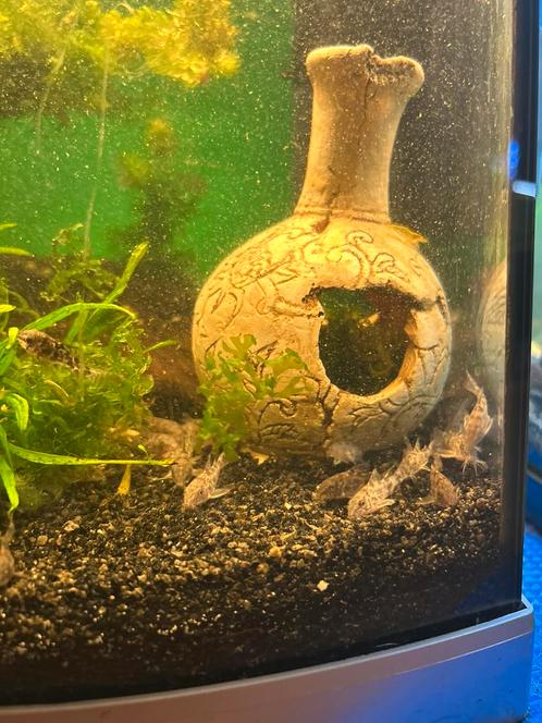 Corydora Paleatus, Dieren en Toebehoren, Vissen | Aquariumvissen, Zoetwatervis, Vis, Schoolvis