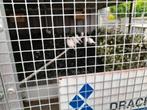 Mooie broedrijpe witte kanaries 14 stuks mannen en p, Dieren en Toebehoren, Meerdere dieren, Kleurkanarie