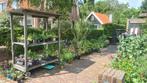 Diverse vaste planten en kruiden, biologisch geteeld., Tuin en Terras, Ophalen, Zomer, Overige soorten, Volle zon