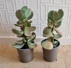Crassula arborescens of zilverjadeplant, +/- 23 centimeter, Huis en Inrichting, Kamerplanten, Vetplant, In pot, Minder dan 100 cm
