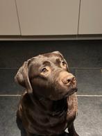 Dekreu bruine Labrador, Dieren en Toebehoren, Honden | Dekreuen, Reu, Eén hond, 3 tot 5 jaar, Nederland
