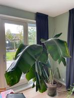 Strelitzia, Huis en Inrichting, Kamerplanten, Ophalen, Volle zon, 150 tot 200 cm