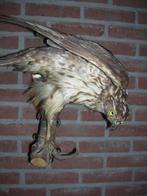 BUIZERD, Ophalen of Verzenden