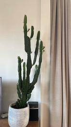 Cowboy cactus, Huis en Inrichting, Ophalen, 100 tot 150 cm, Cactus, Volle zon