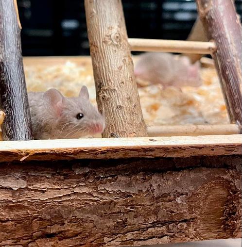 🩵🐭 2 liefste jonge broertjes mogen nu verhuizen! 🐭🩵, Dieren en Toebehoren, Knaagdieren, Mannelijk, Muis, Juni, Tam