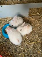 3 witte baby konijnen Te Koop!, Dieren en Toebehoren, Konijnen, Meerdere dieren
