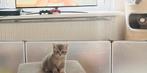 ** Laatste Britse Korthaar kitten **, Dieren en Toebehoren, Katten en Kittens | Raskatten | Korthaar, Meerdere dieren, Ontwormd