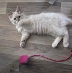 Ragdoll kruising  britse korthaar poesje, Dieren en Toebehoren, Katten en Kittens | Raskatten | Langhaar, Poes, Ontwormd