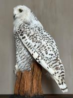 Opgezette sneeuwuil. Nieuw preparaat taxidermie opgezet, Ophalen, Nieuw, Vogel, Opgezet dier