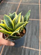 Sanseveria hahnii, Huis en Inrichting, Ophalen of Verzenden, Overige soorten, Minder dan 100 cm