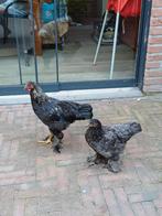 Kriel haan en kip, Dieren en Toebehoren, Meerdere dieren, Kip