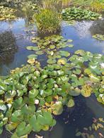 Mooie goed ontwikkelde waterlelie., Tuin en Terras, Vijvers, Ophalen, Zo goed als nieuw