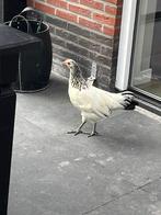 Zwart wit legkip, Dieren en Toebehoren, Vrouwelijk, Kip