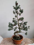 Pinus Bonsai 55cm, Tuin en Terras, Planten | Bomen, Bloeit niet, Halfschaduw, Minder dan 100 cm, Overige soorten