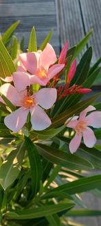 Nerium oleander Soleil Levant,  Abrikooskleurige bloei., Ophalen of Verzenden, Zomer, Overige soorten, Volle zon