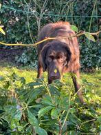 Te koop Duitse Staande Langhaar pup, 9 mnd, reu., Dieren en Toebehoren, Duitse Staande hond, 15 weken tot 1 jaar, Reu, Parvo