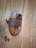 Houtsnip   taxidermie, Ophalen of Verzenden, Vogel, Opgezet dier