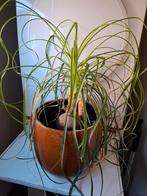 Kamerplant, Ophalen, Overige soorten, In pot, Minder dan 100 cm
