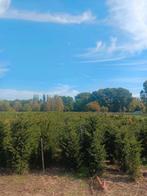 Taxus baccata, Bloeit niet, Overige soorten, 100 tot 250 cm, Ophalen