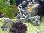Red cobra jonge guppys, Dieren en Toebehoren, Vis