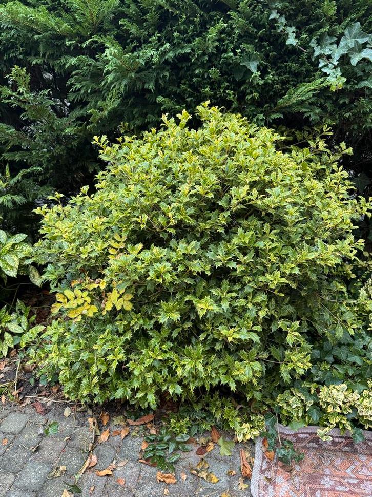 Bonte  hulst struik, Tuin en Terras, Planten | Tuinplanten, Vaste plant, Bodembedekkers, Halfschaduw, Bloeit niet, Ophalen