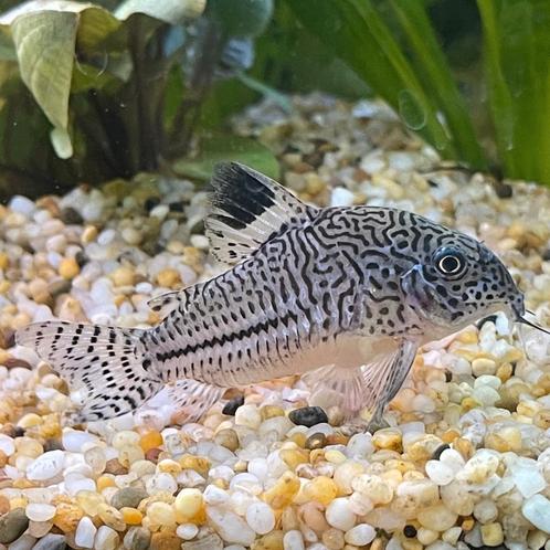 Corydoras julii pantercorydoras, Dieren en Toebehoren, Vissen | Aquariumvissen, Zoetwatervis, Vis, Schoolvis