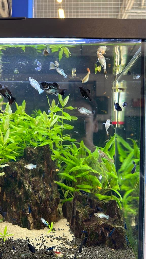 Nieuwe batch ballon molly’s te koop!, Dieren en Toebehoren, Vis