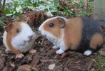 CAVIA'S, Nieuw, Ophalen of Verzenden