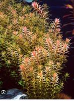 Rode aquariumplanten Rotala rotundifolia, Ophalen of Verzenden, Nieuw, Plant(en), Steen of Hout