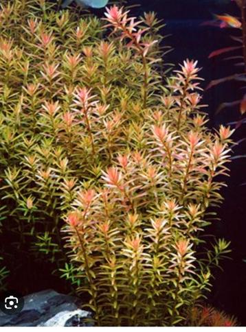 Rode aquariumplanten Rotala rotundifolia  beschikbaar voor biedingen