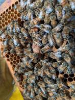 Te koop bijenvolk Groningen Meerstad, Dieren en Toebehoren, Bijen