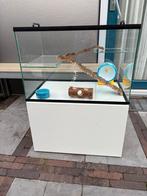 Glazen hamsterkooi incl kast en toebehoren, Dieren en Toebehoren, Kooi, Gebruikt, Minder dan 75 cm, Hamster